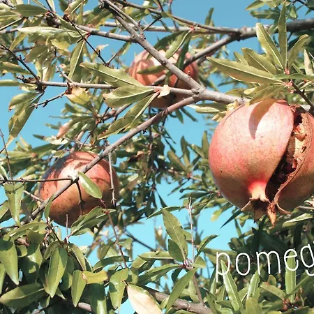La Quercia Penzion Anzio